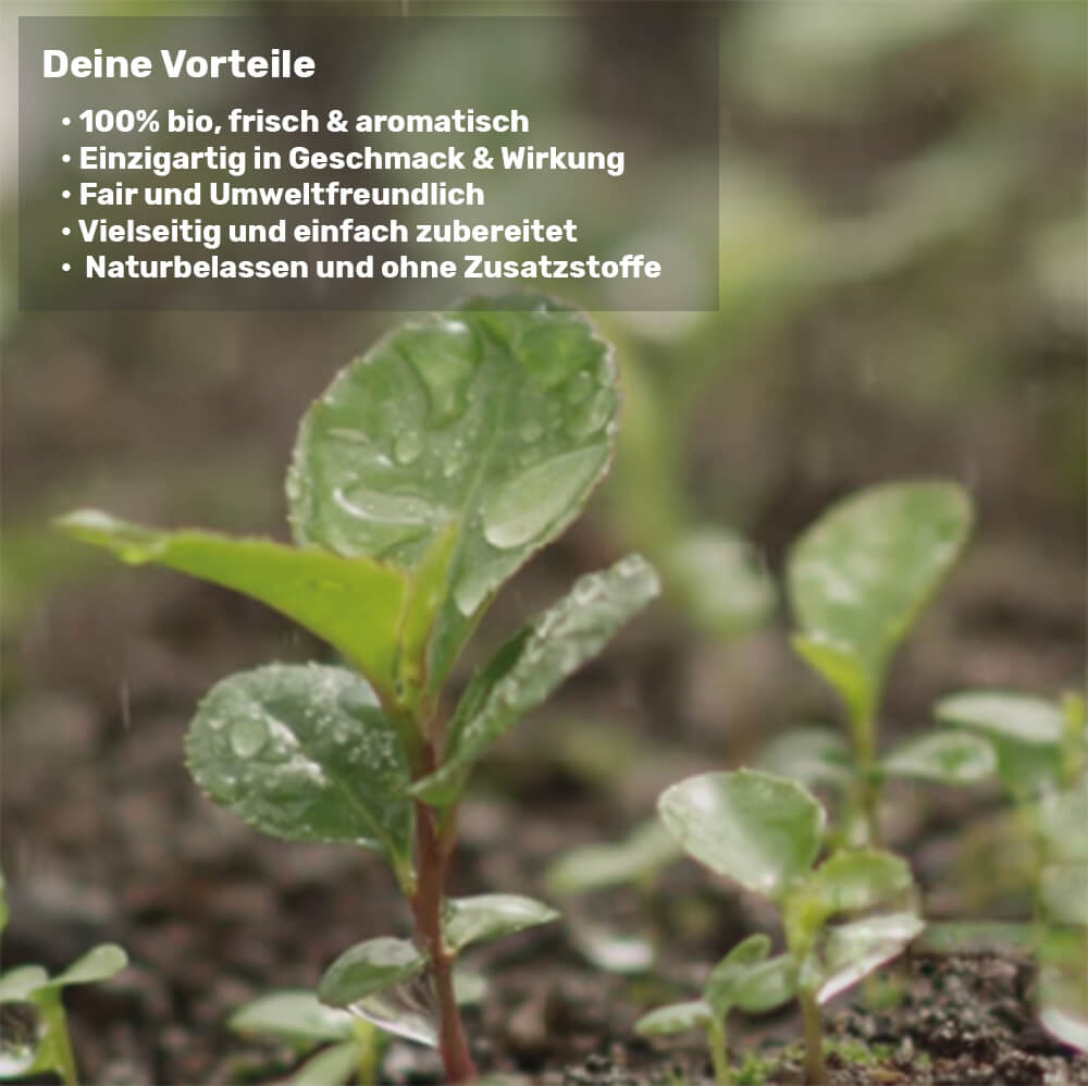 Biologische maté poedergroen.